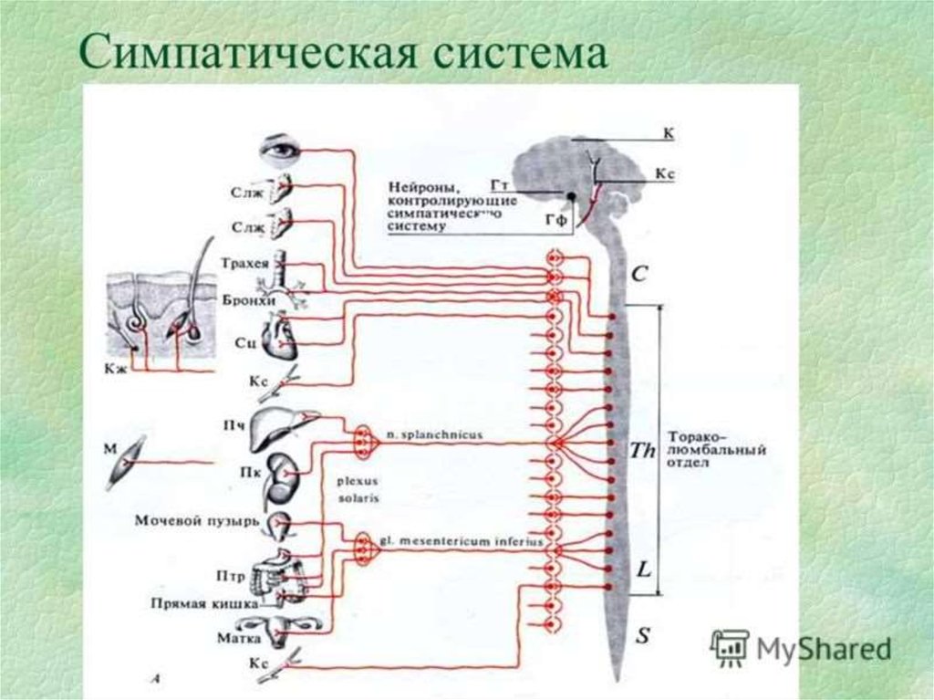 Функции симпатической нервной. Симпатическая нервная система. Нейроны симпатической системы. Симпатическая система э. Гормоны симпатической нервной системы.