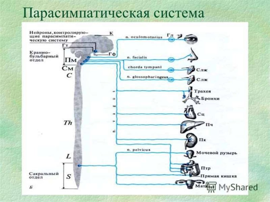 Презентация вегетативная нервная система 8 класс биология пасечник