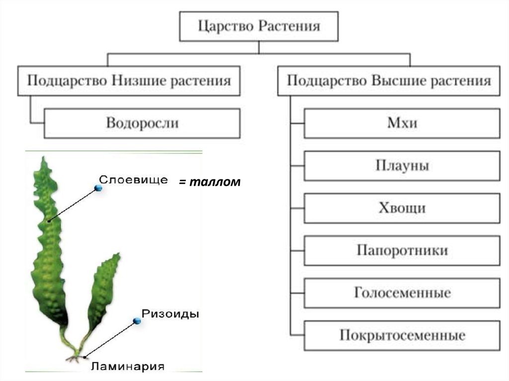 Основные группы царства растений