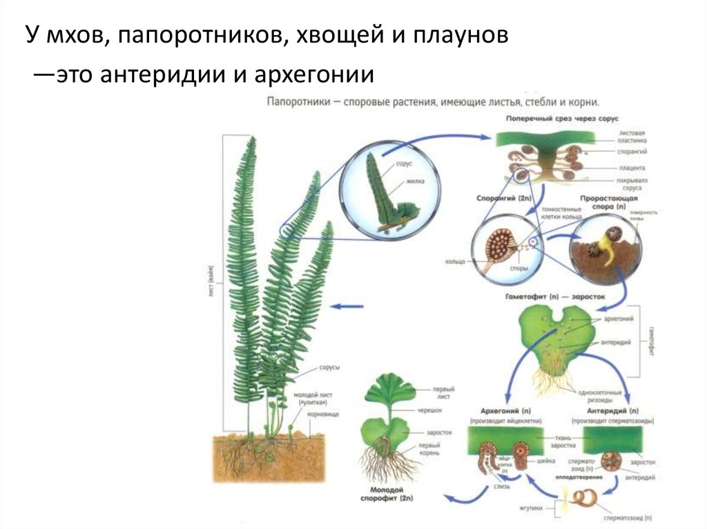 Органы гаметофита