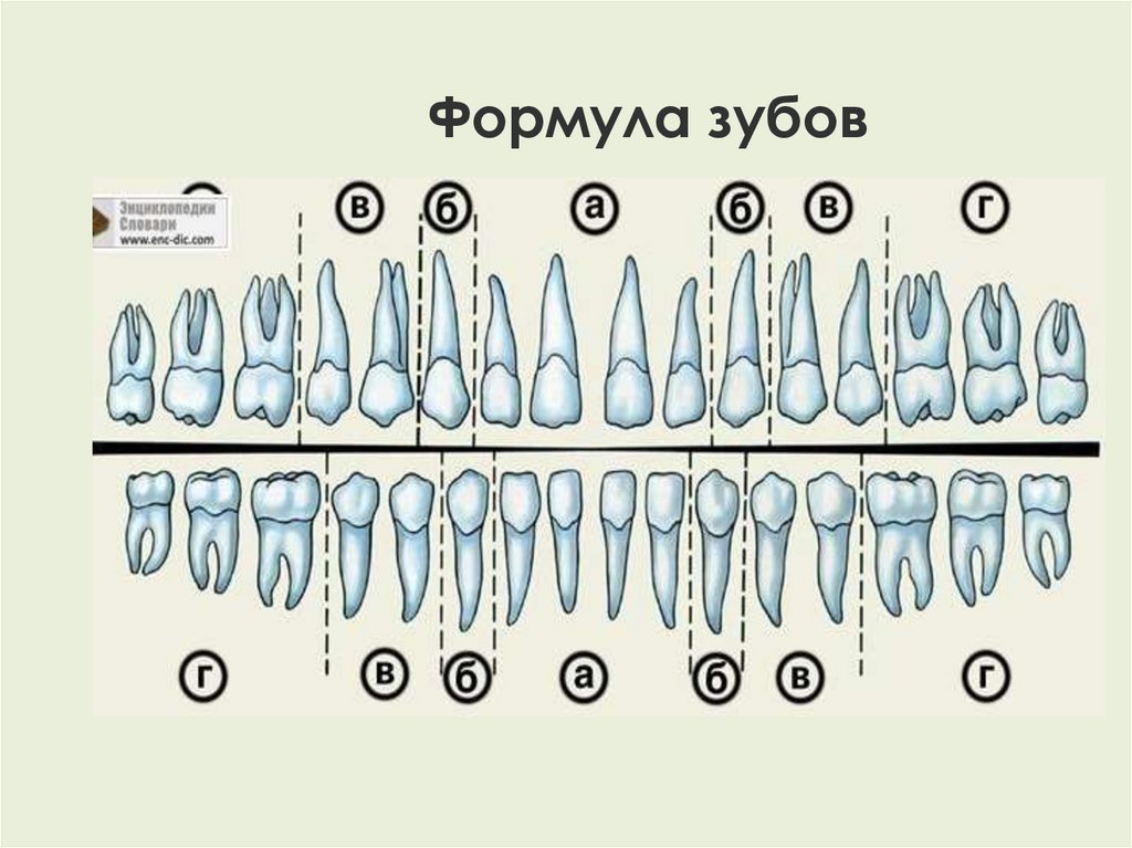 Названия зубов человека. Зубная формула постоянных зубов имеет вид. Зубная формула взрослого человека таблица.