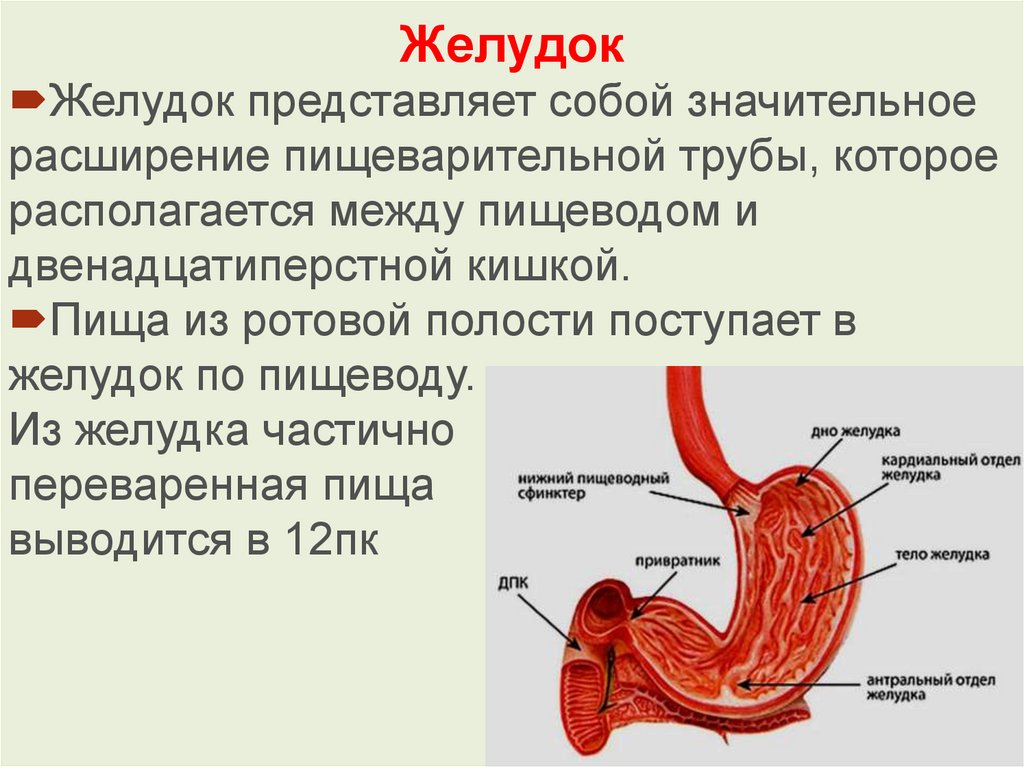 Расширен пищевод желудка. Пищеварительная система желудок. Строение желудка кратко. Пищеварение презентация.