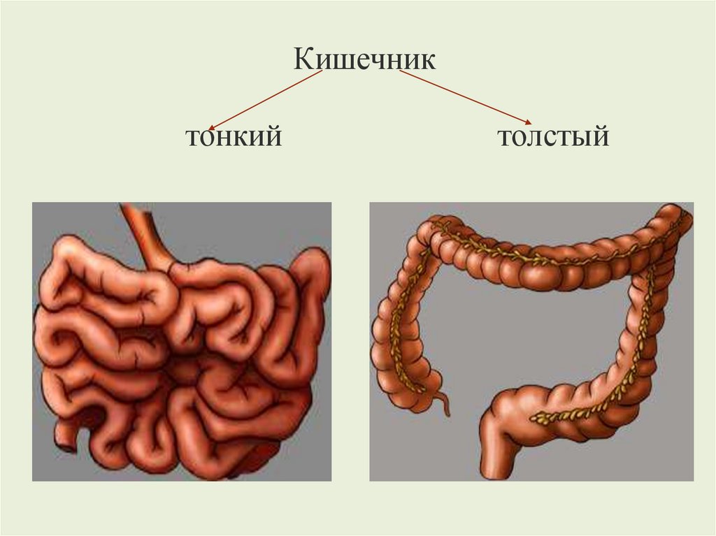 Отделы Толстого и тонкого кишечника анатомия. Тонкая и толстая кишка отделы. Ткани тонкой кишки