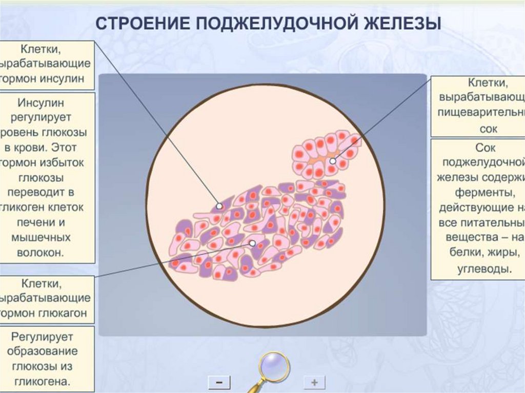 Клетки поджелудочной. Строение клетки поджелудочной железы. Клетки поджелудочной железы вырабатывают. Клетки поджелудочной железы вырабатывающие гормоны. Клетки поджелудочной железы вырабатывающие ферменты.