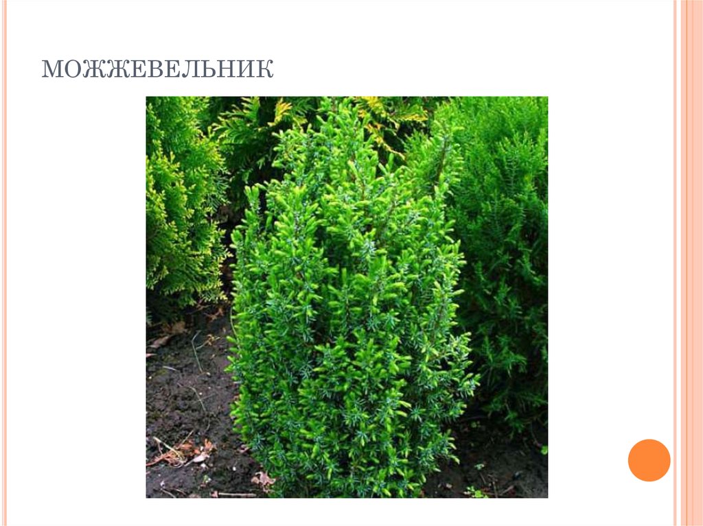 можжевельник