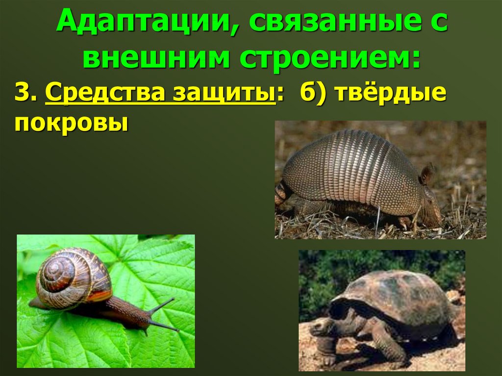 Адаптации внешние. Адаптация в природе. Адаптации внешнего строения. Улитка адаптация. Морфологическая адаптация у улитки.