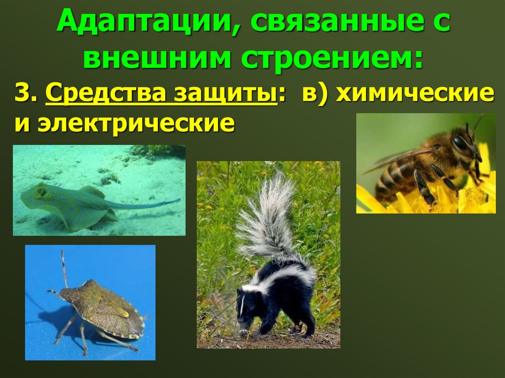 Проект на тему адаптация насекомых к сезонным изменениям в природе 9 класс биология