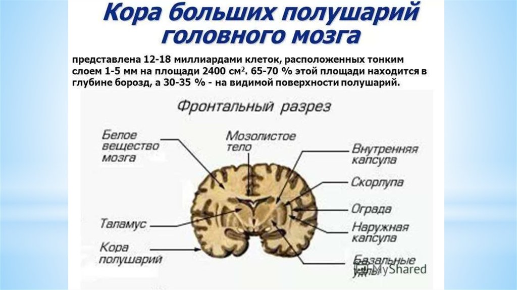 Высшие корковые функции презентация