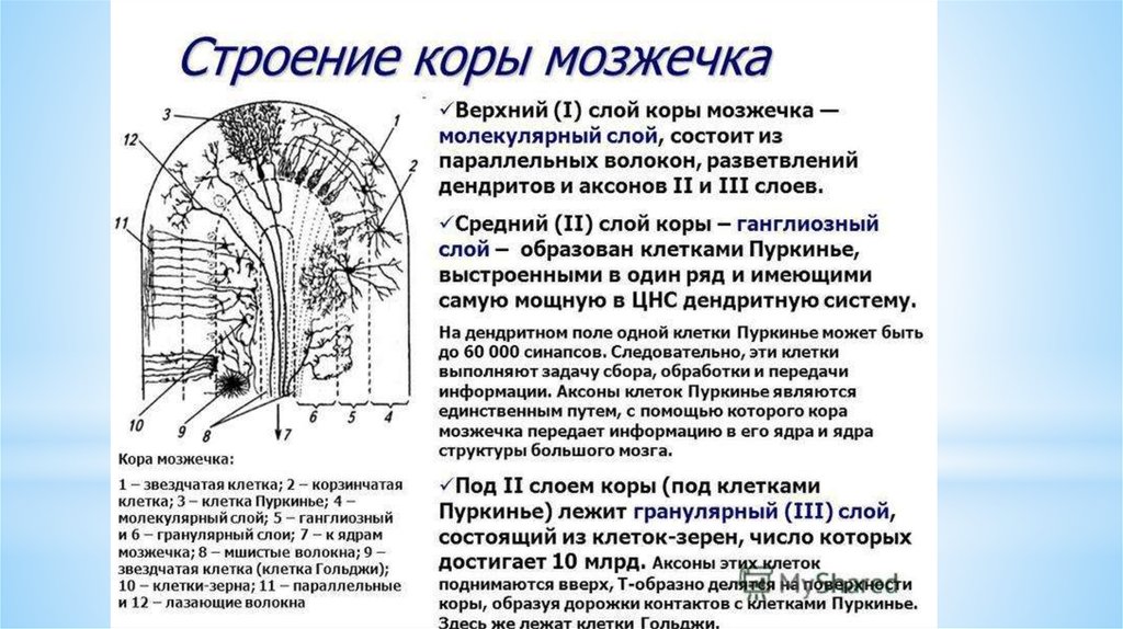 Строение слоев клеток