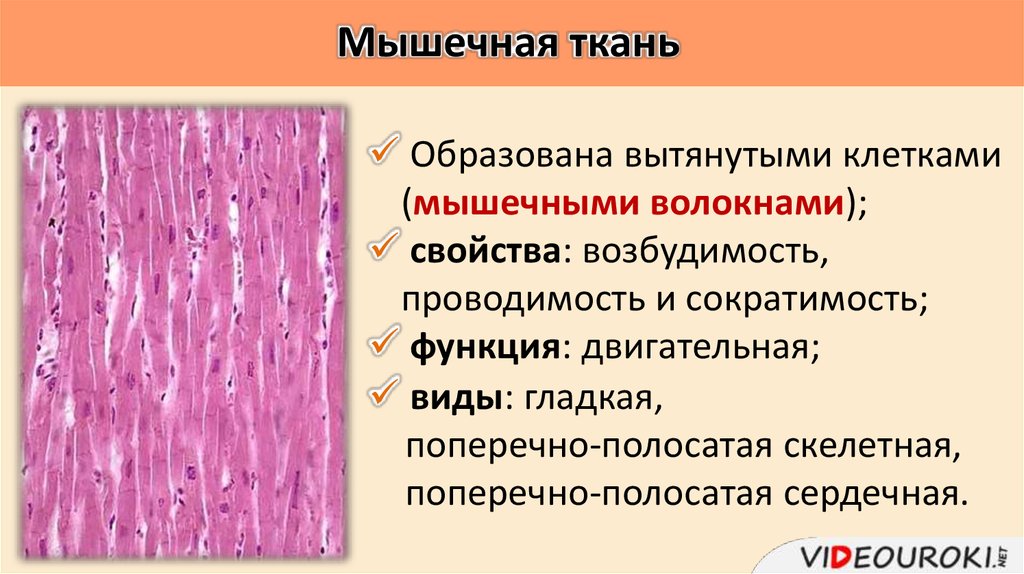 Свойства белков мышечной ткани