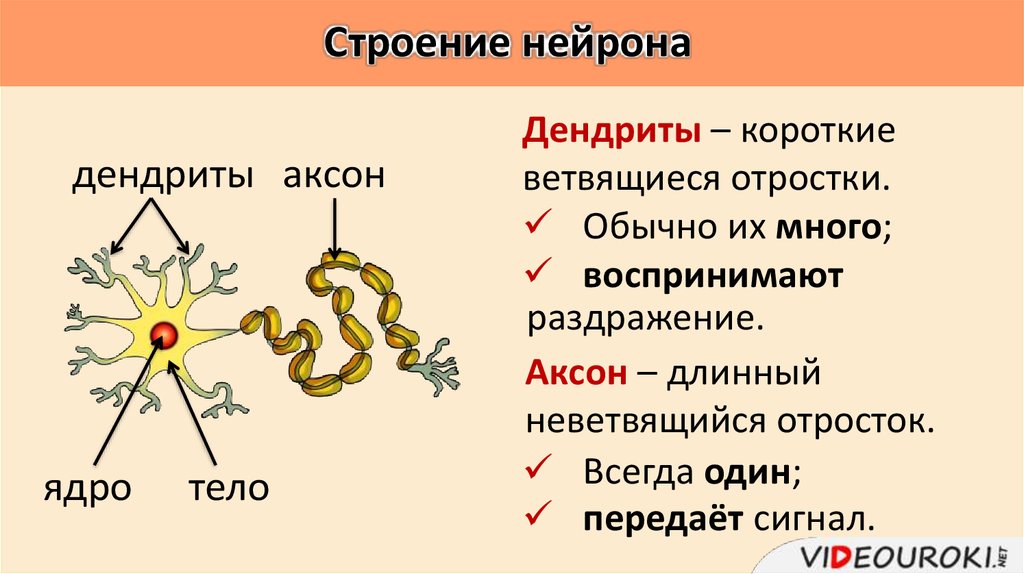 2 короткий отросток нейрона