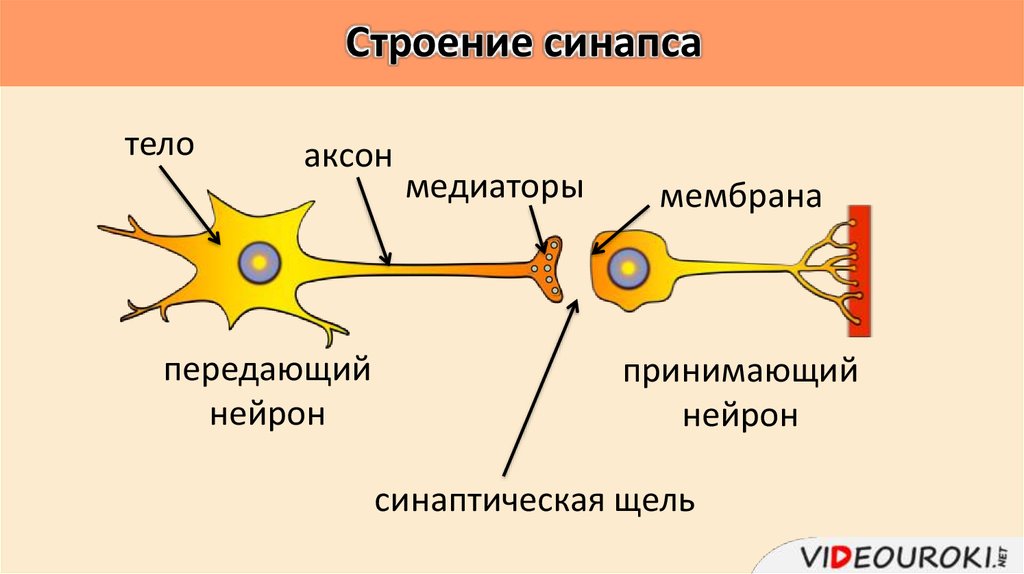 Нейрон рисунок биология