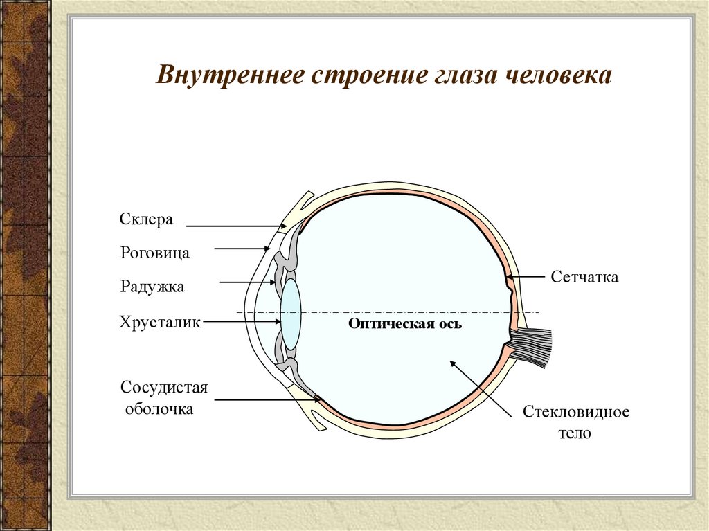 Нормальный глаз схема. Схема строения глаза анатомия. Структура глаза человека схема.