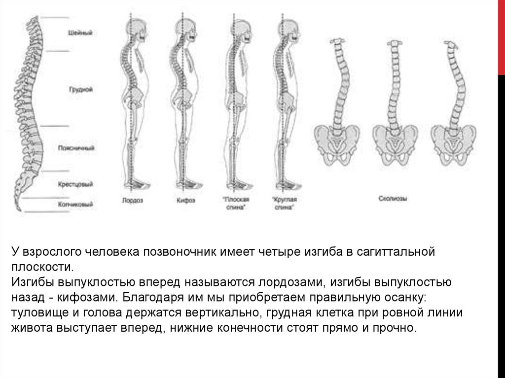 2 кифоза. Название изгибов позвоночника человека. Изгибы позвоночника человека связаны с. Изгиб позвоночника выпуклостью вперед называется. 4 Изгиба позвоночника у человека.