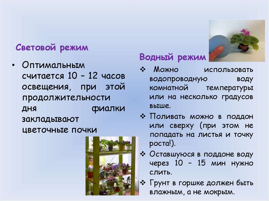 Режим цветов. Световой режим растений. Световой режим комнатных растений. Световой и тепловой режим комнатных растений. Световой режим для фиалок.