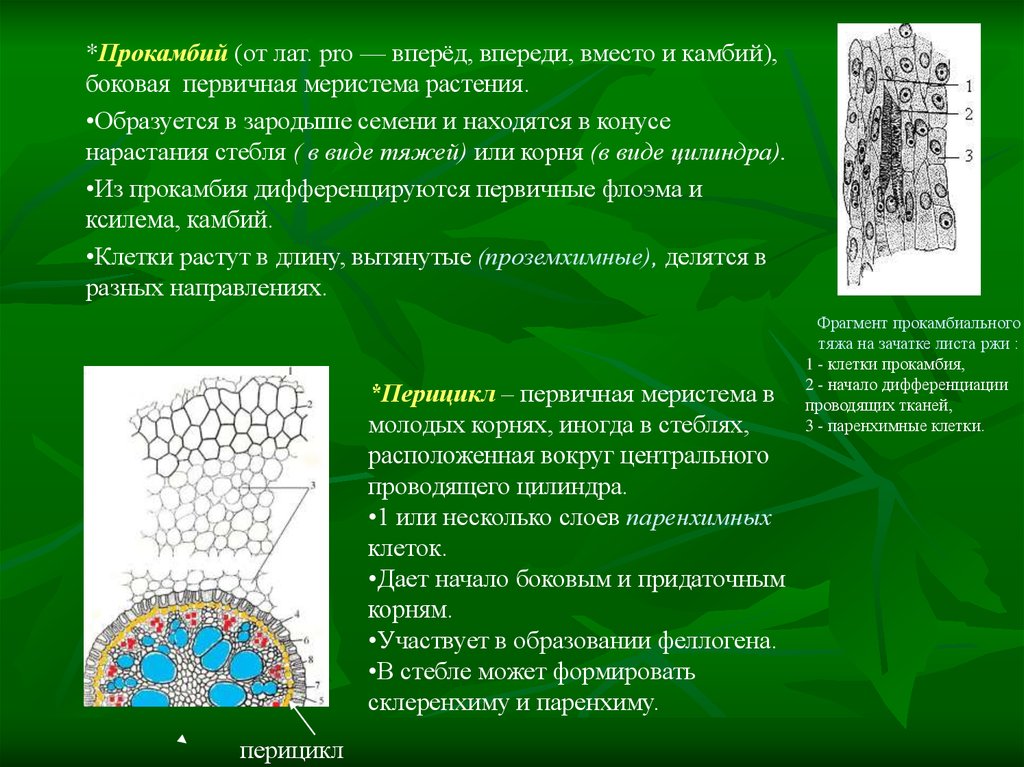 Межклетники заполнены воздухом. Прокамбий и перицикл. Промежуток между клетками. Хорошо развитые межклетники у растений. Прокамбий местонахождение в растении.