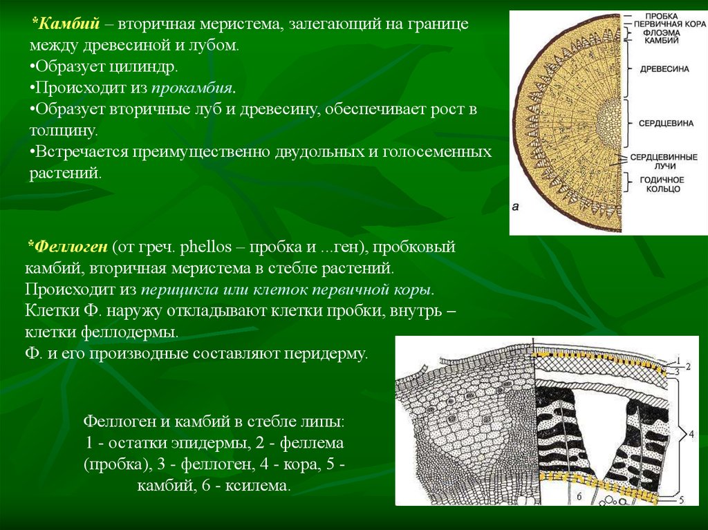 Образовательная ткань в стебле