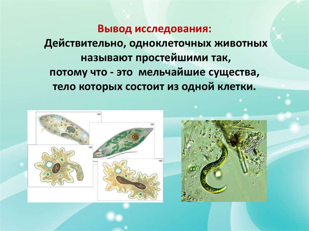 Какова роль в жизни одноклеточных и многоклеточных. Изучение строения и передвижения одноклеточных животных. Представители одноклеточных. Одноклеточные животные или простейшие. Строение одноклеточных организмов.