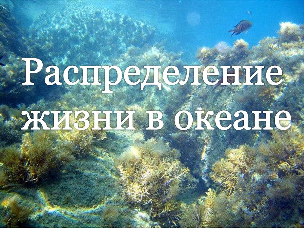 Подготовить сообщение жизнь в океане. Жизнь в океане. Распределение жизни в океане. Тема жизнь в океане. Жизнь в океане презентация.