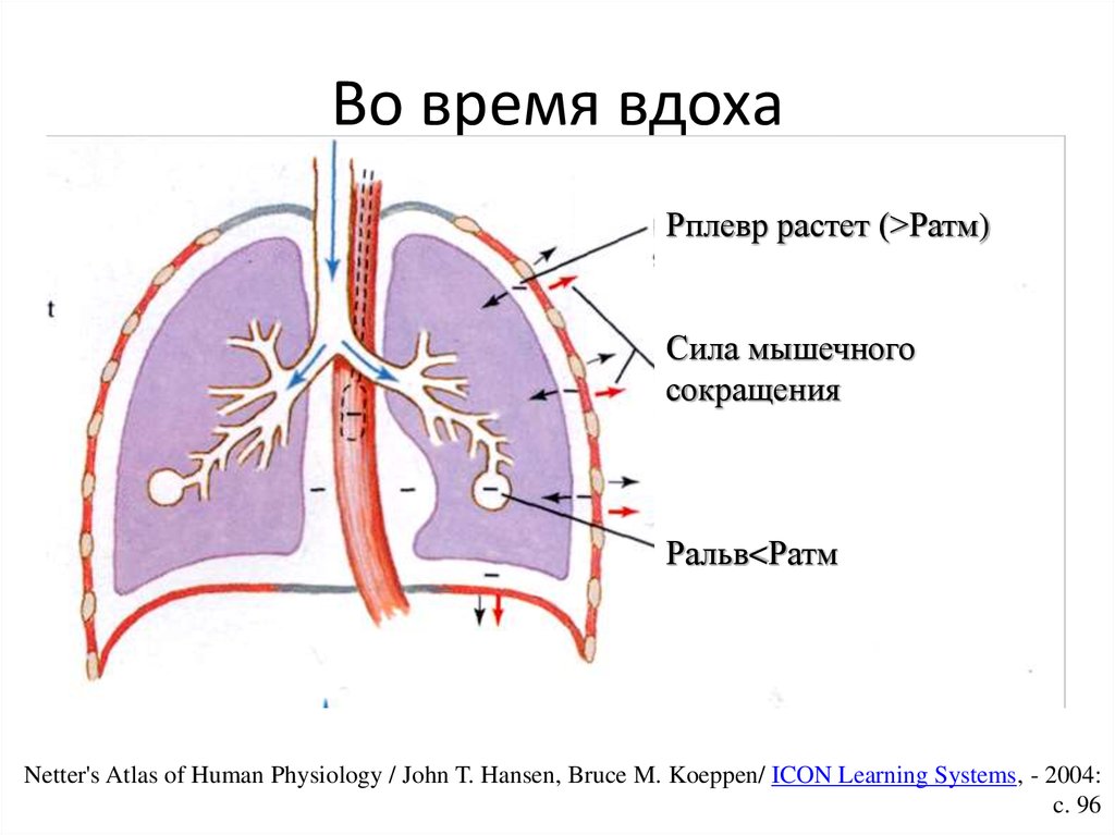 Легочная вентиляция составляет