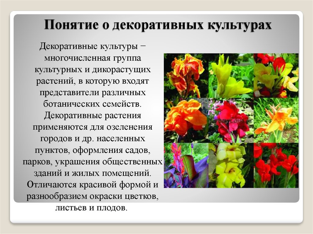 Определение понятию цветок. Декоративные культуры растений. Декоративные культурные растения. Цветочно-декоративные культуры. Декаративныекультурные растения.