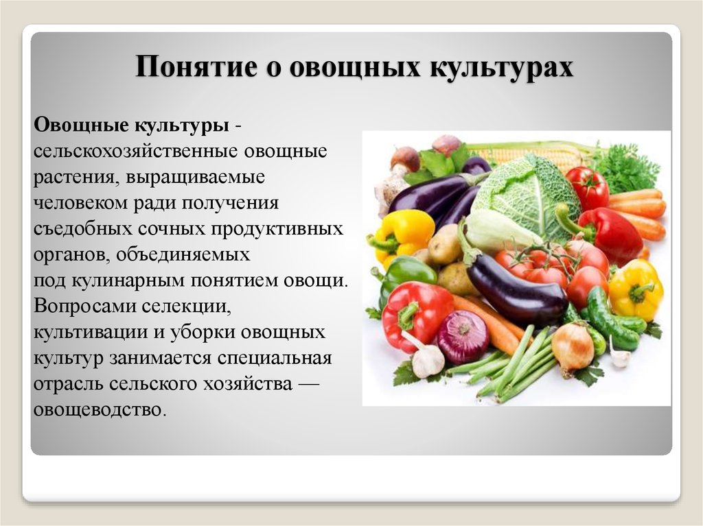 Овощные культуры их роль