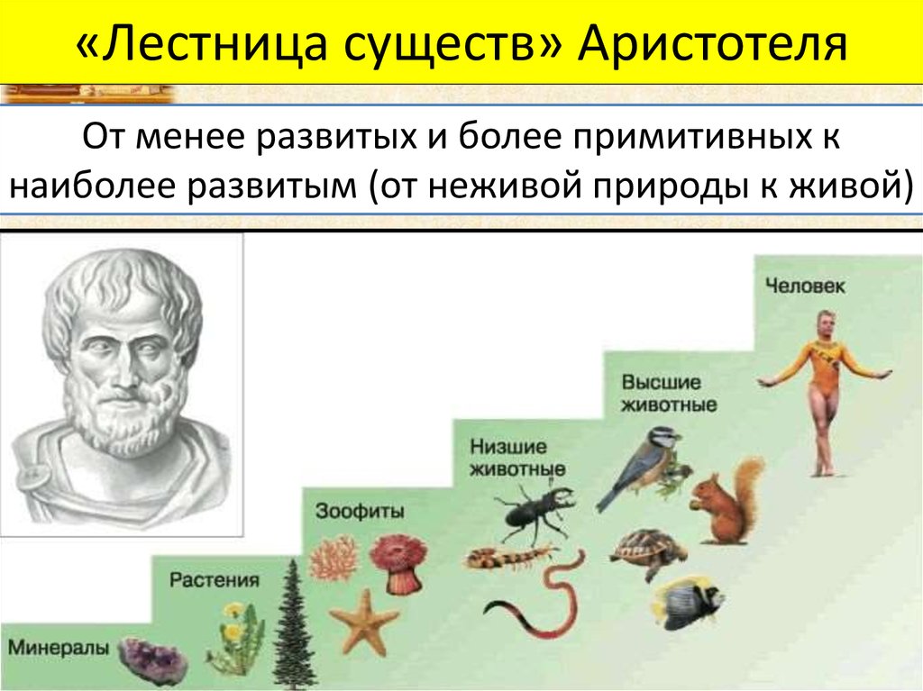 Лестница жизни биология Аристотель