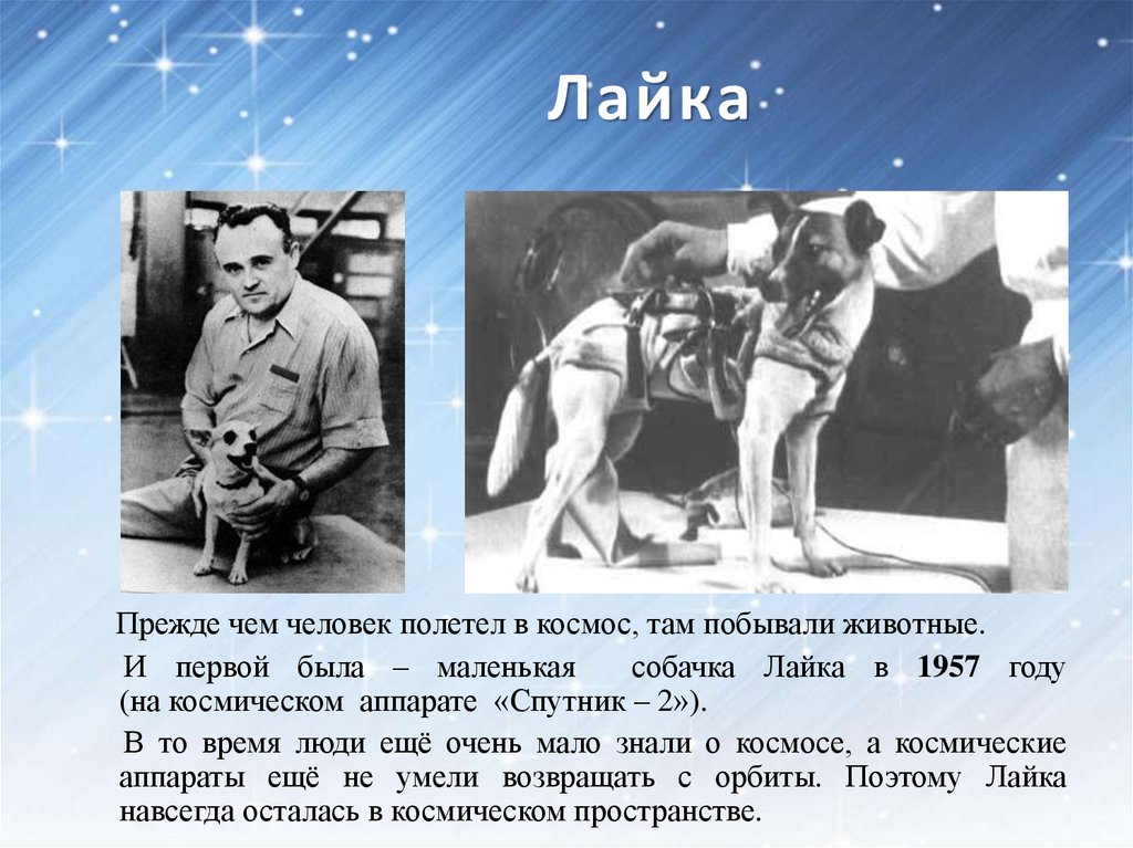 Кто первым в мире полетел в космос. Лайка полетевшая в космос в 1957 году. Собачка лайка в 1957 году. Первые животные полетевшие в космос. Человек полетел в космос.