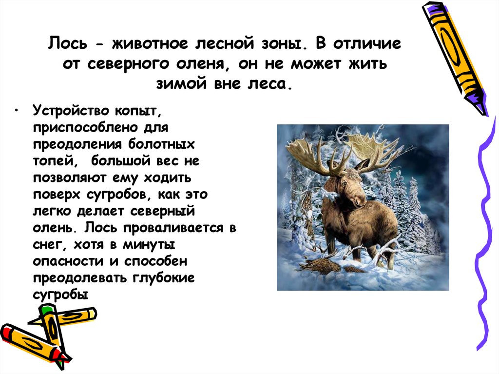 Лоси чему учит