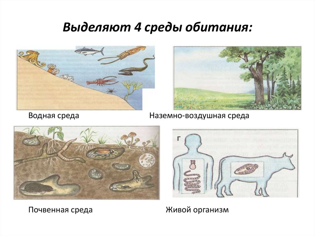 Основные среды жизни презентация