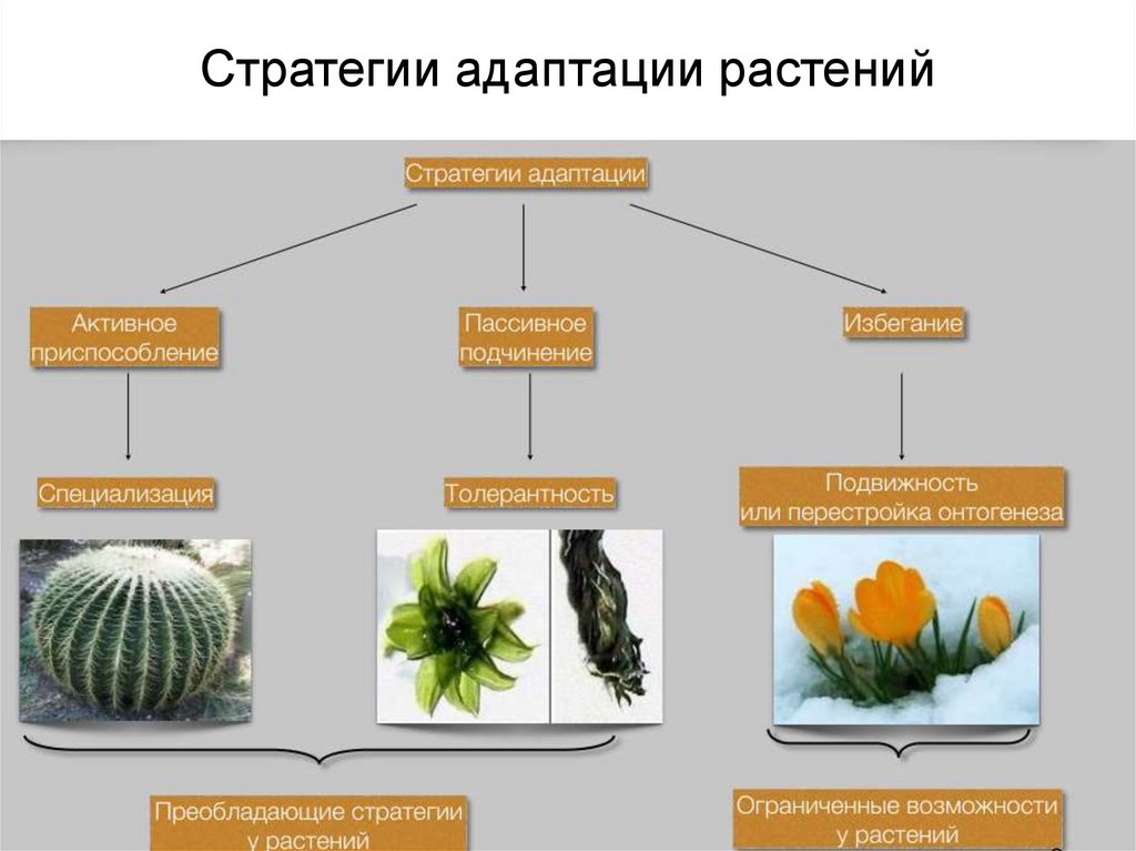 Среди приведенных ниже приспособлений организмов выберите. Адаптация растений. Типы адаптации растений. Виды адаптаций у растений. Примеры адаптации растений.