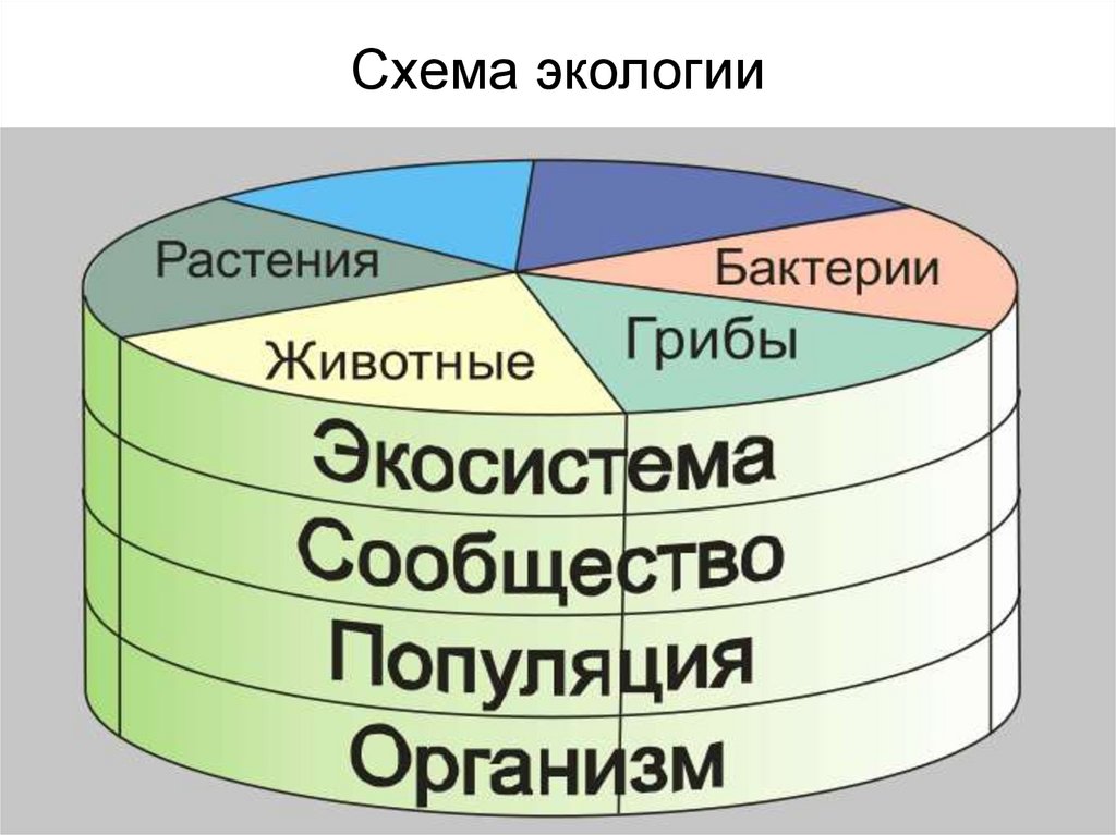 Начертите схему структуры современных экологических знаний