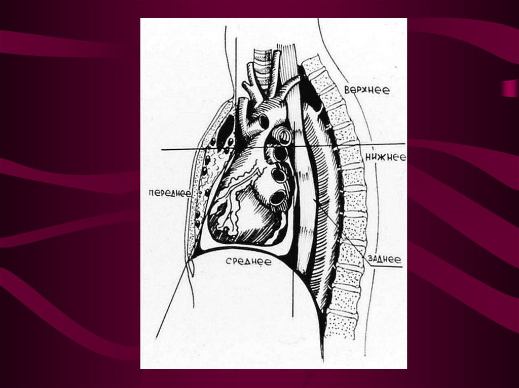 Топографическая анатомия переднего и заднего средостения презентация