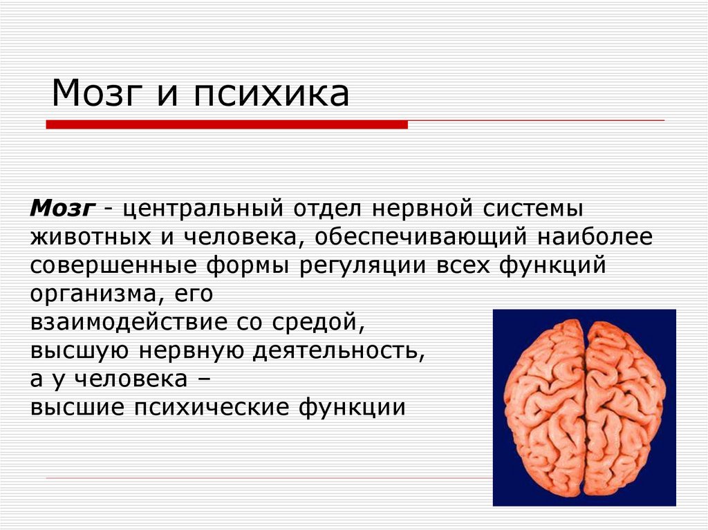 Какова роль мозга