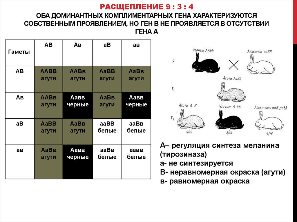 Длинная шерсть у кошек рецессивная по отношению. Комплементарность окраска у кроликов. Расщепление 9 3 4 комплементарность. Плейотропия неаллельных генов. Рецессивный эпистаз мыши.