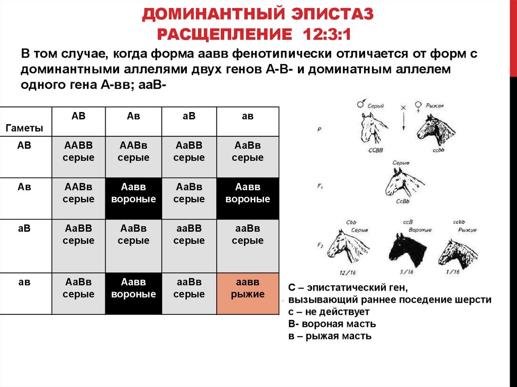 Эпистаз примеры у человека