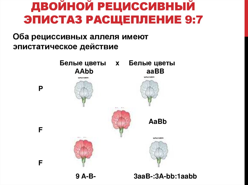 Расщепление 4 3 1. Рецессивный эпистаз расщепление. Эпистаз формулы расщеплений. Рецессивный эпистаз 9 7. Двойной рецессивный эпистаз 9 7.