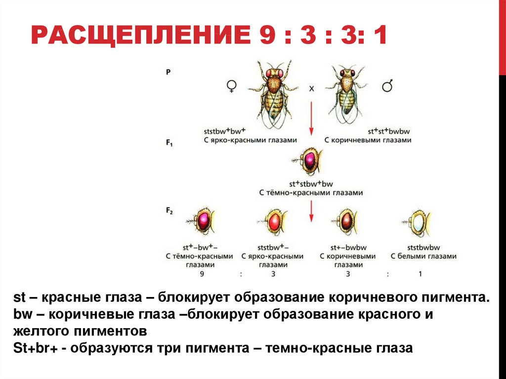 Расщепление 2 4 4 6. Закон расщепления 9 3 3 1. Расщепление 9 3 3 1 какое. Расщепление 9 6 1. Расщепление 9 3 3 1 какой закон.