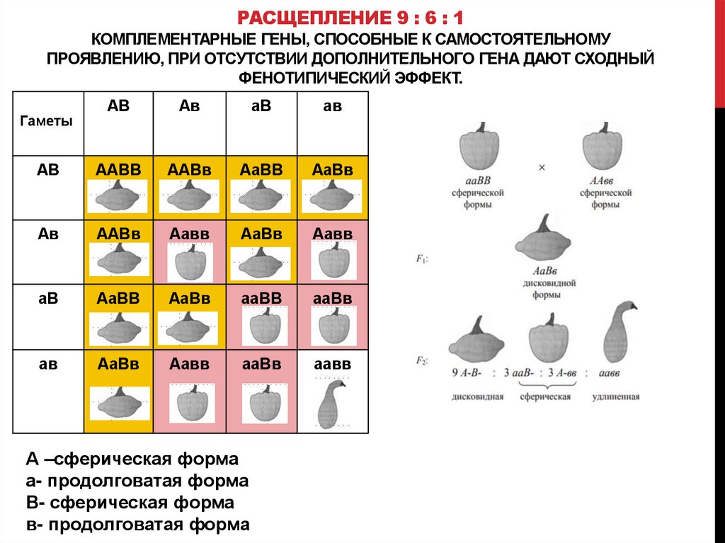 Расщепление 1 4 6 4 1. Расщепление 9 6 1. Комплементарное взаимодействие генов 9 6 1. Расщепление при комплементарном взаимодействии. Комплементарность 9.
