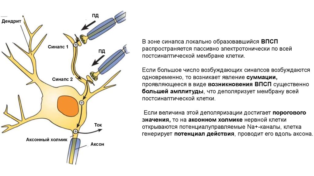 Аксон рефлекс. Синапс в рефлекторной дуге. Морфофункциональная единица нервной системы. Морфофункциональная организация нейрона. Межнейронные синапсы.