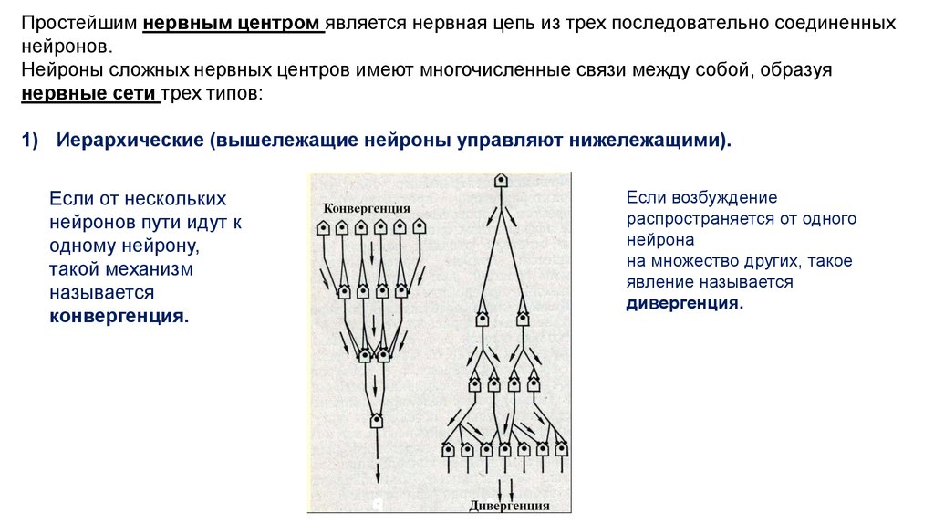 Схема нервной цепи