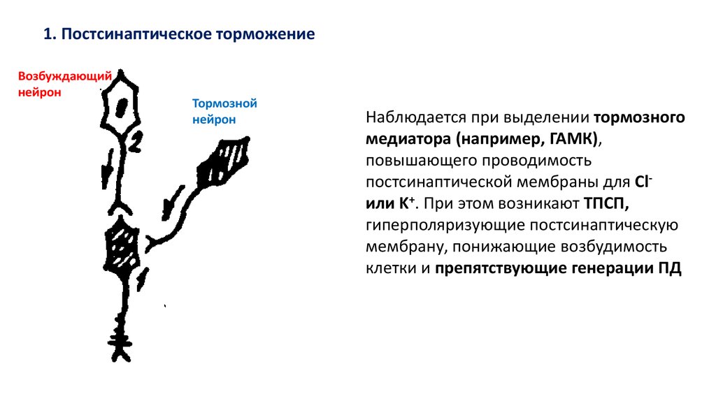 Тормозные медиаторы. Постсинаптическое торможение. Схема постсинаптического торможения. Постсинаптическое торможение в ЦНС. Постсинаптическое торможение медиатор.