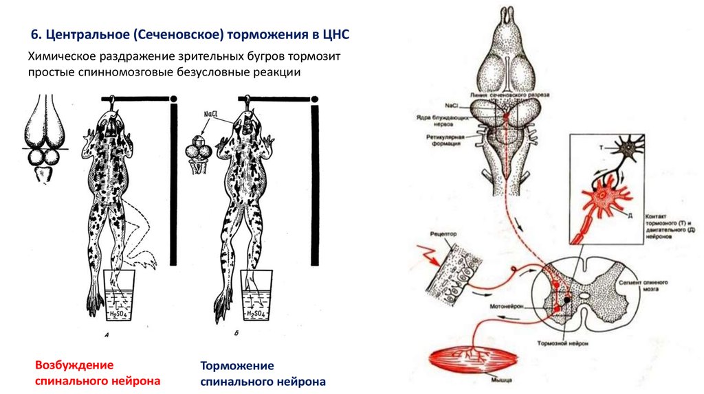 Сеченовское торможение схема