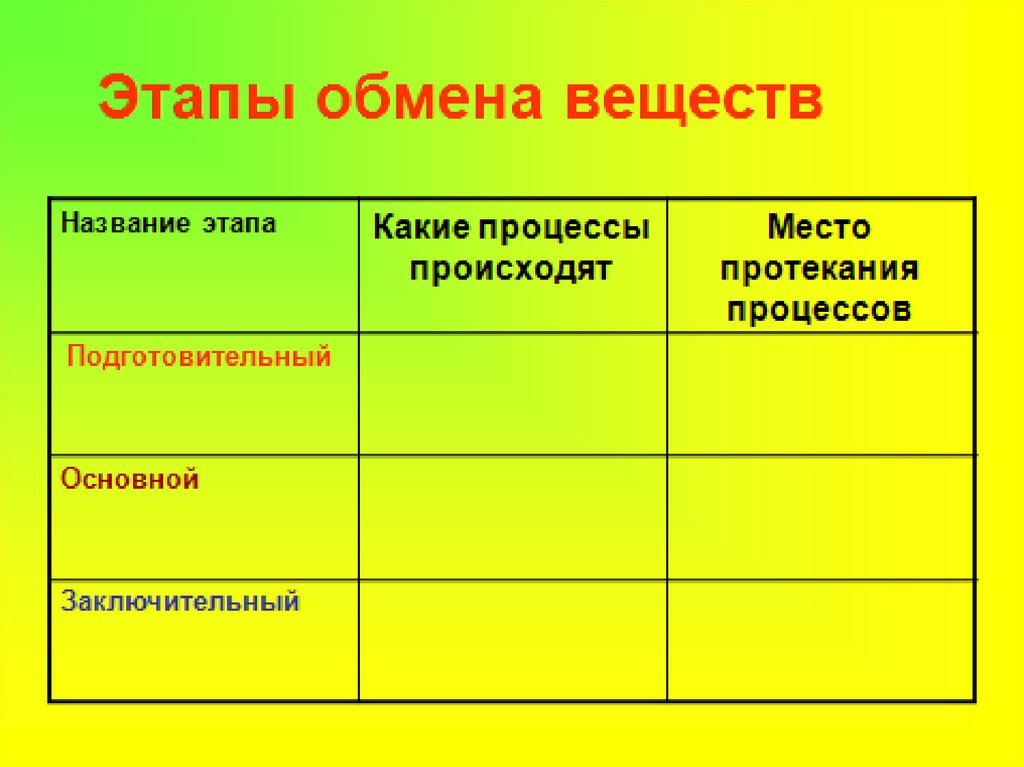 На подготовительном этапе обмена происходят. Этапы обмена веществ. Этапы обмена веществ таблица. Этапы обмена веществ подготовительный основной и заключительный. Процессы обмена веществ таблица.