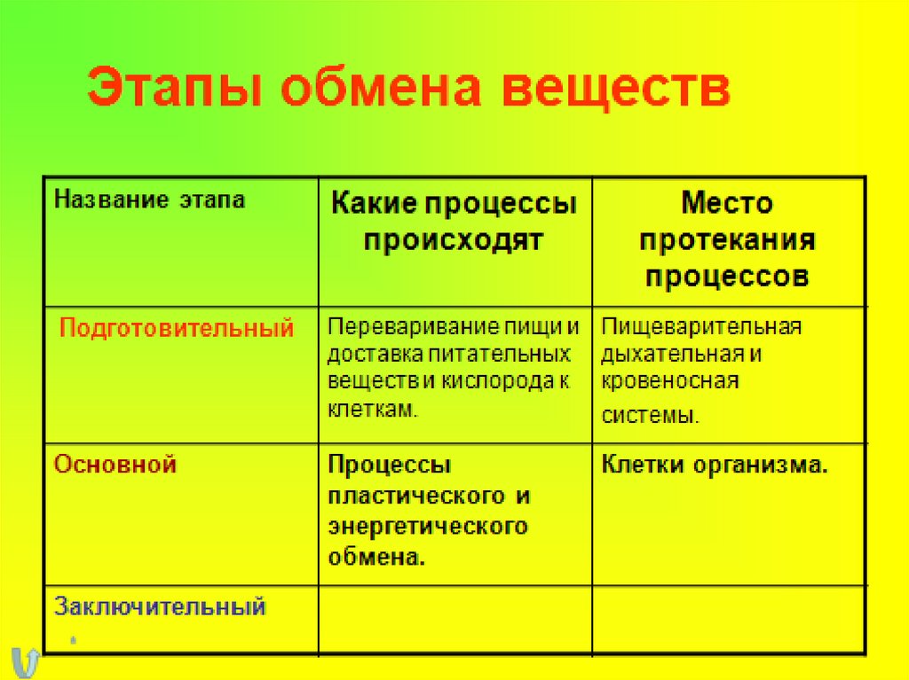 Обмен веществ протекает. Этапы обмена веществ таблица. Этапы обмена веществ в организме. Этапы подготовительный пластический энергетический обмена веществ. Где подготовительный этап энергетического обмена.