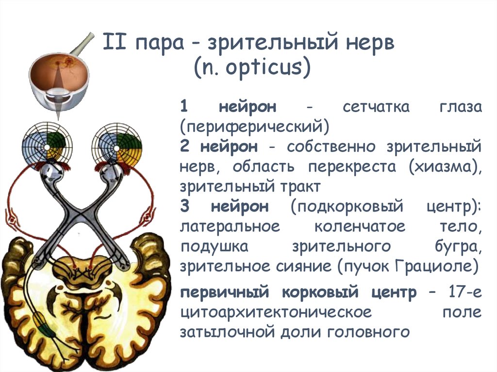 Зрительный нерв в головной мозг. Зрительный нерв (II пара, 2 пара, вторая пара черепных нервов), n. Opticus. Зрительный нерв 1 пара ЧМН. 2 Пара черепных нервов Нейроны. Зрительный анализатор анатомия Нейроны.