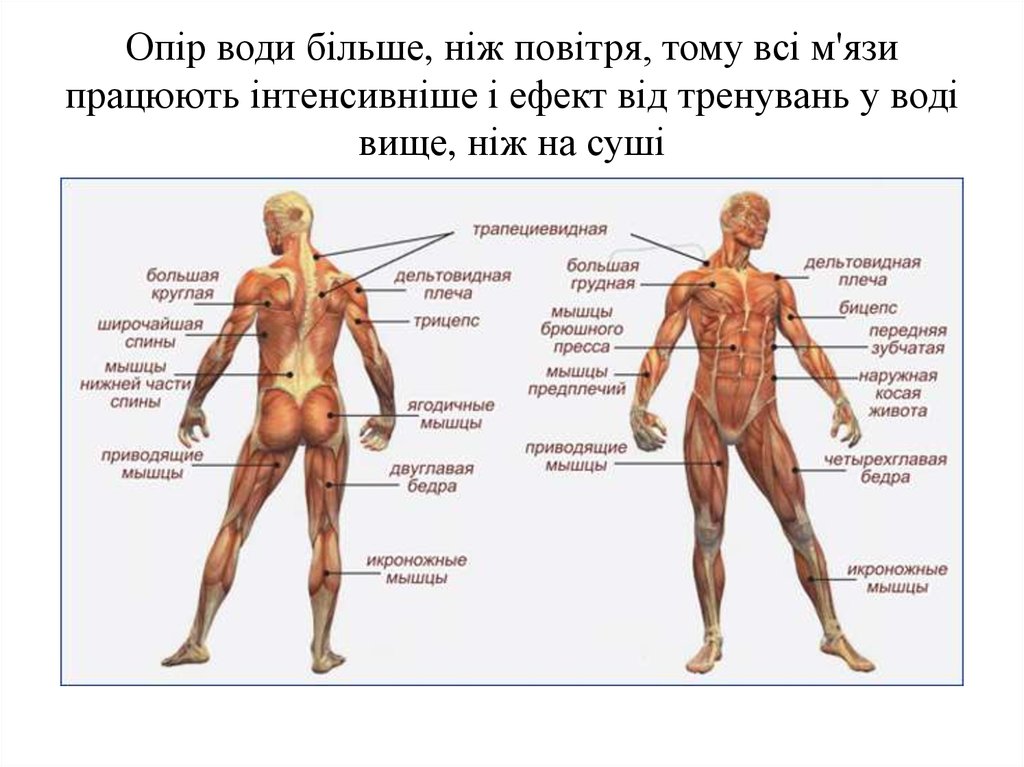 Общее название людей. Мышцы человека. Мышцы схема. Название мышц. Человеческое тело мышцы строение.