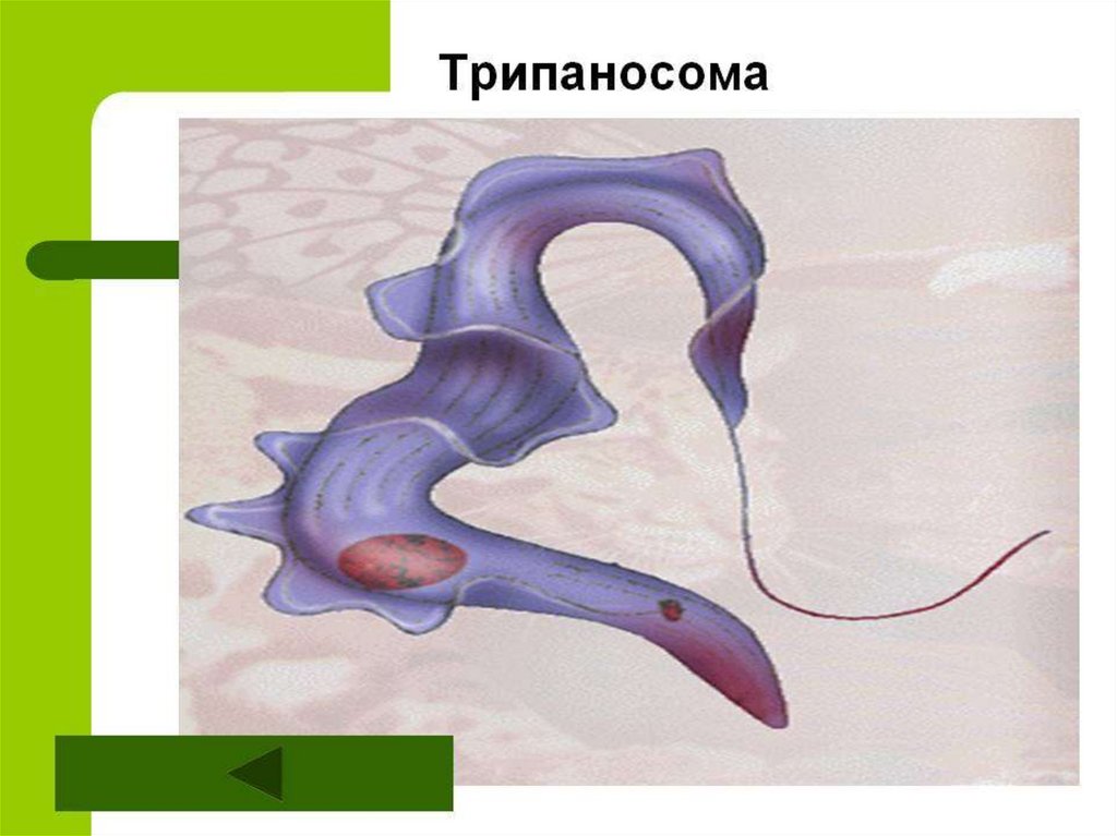 На рисунке изображено одно из проявлений жизнедеятельности. Трипаносома и амеба. Одноклеточные трипаносома. Трипаносома строение. Трипаносома рисунок.