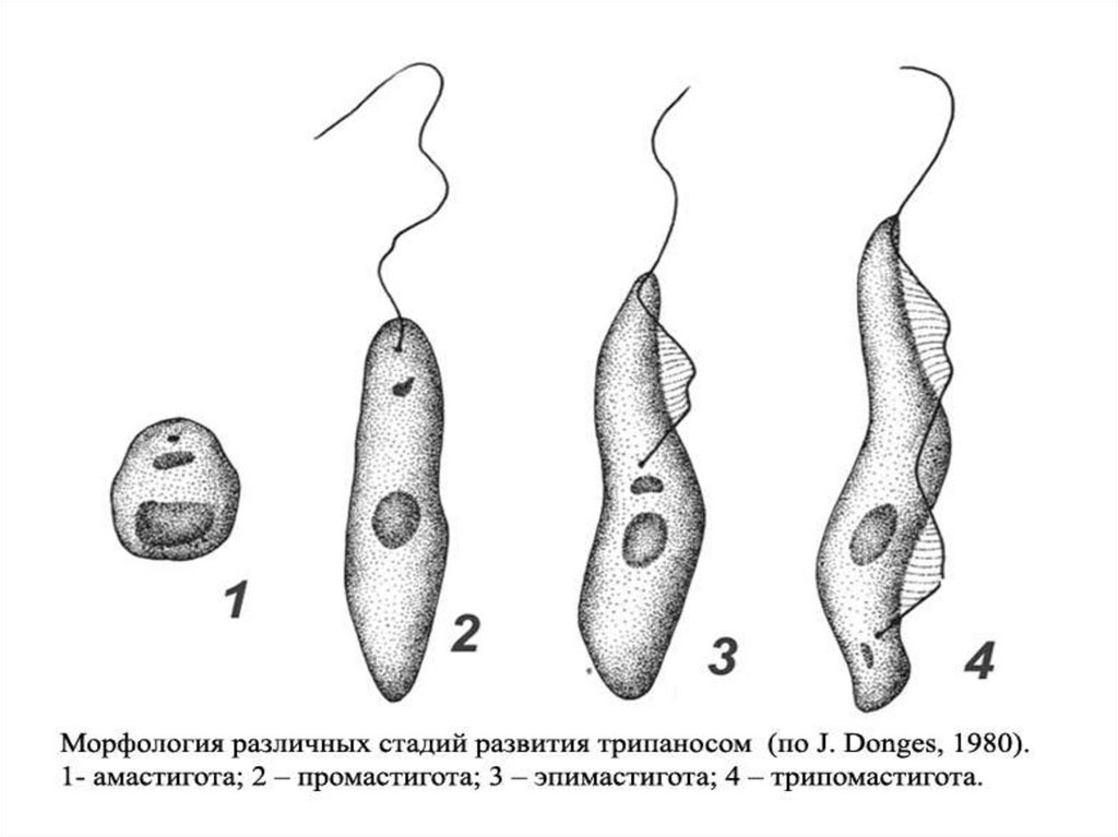 Лейшмания строение рисунок