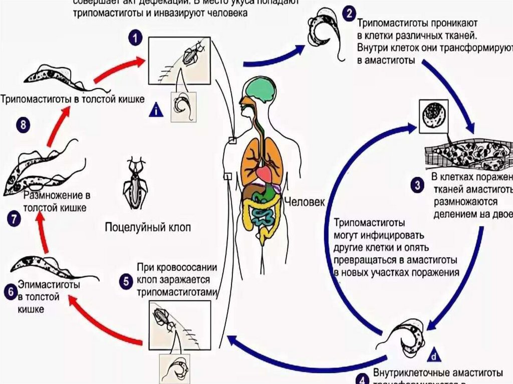 Циклы развития человека. Американский трипаносомоз цикл. Болезнь Шагаса жизненный цикл. Болезнь Чагаса жизненный цикл. Болезнь Шагаса цикл развития.
